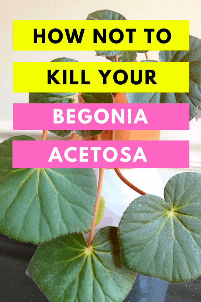 How Not To Kill your Begonia Acetosa