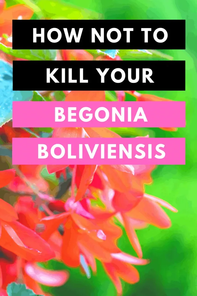 How Not To Kill your Begonia Boliviensis
