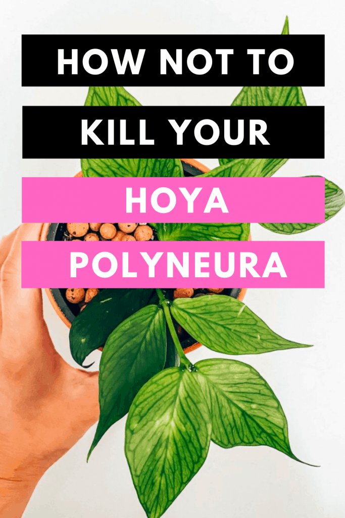 如何不杀死你的Hoya Polyneura
