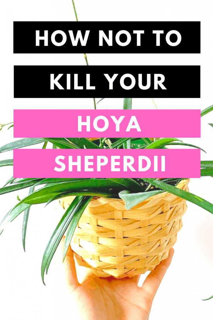如何不杀死你的Hoya Sheperdii
