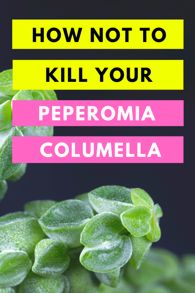 How Not To Kill your Peperomia Columella