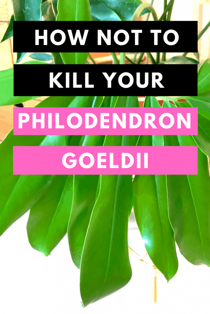 How Not To Kill your Philodendron Goeldii 