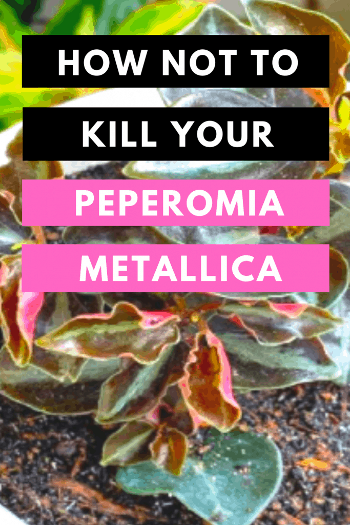 如何不杀死你的peromia Metallica更新