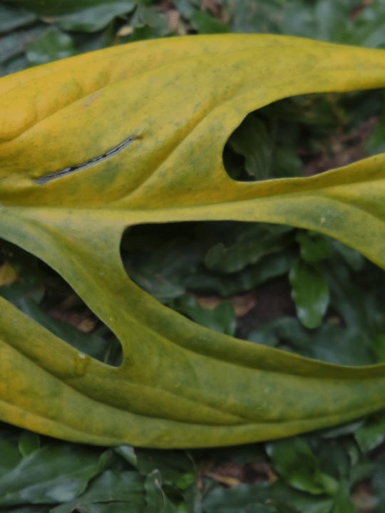 Monstera Adansoni yellow leaf