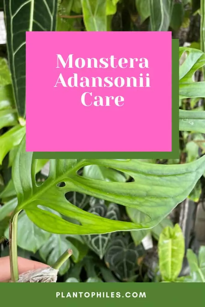 Monstera adansonii Care