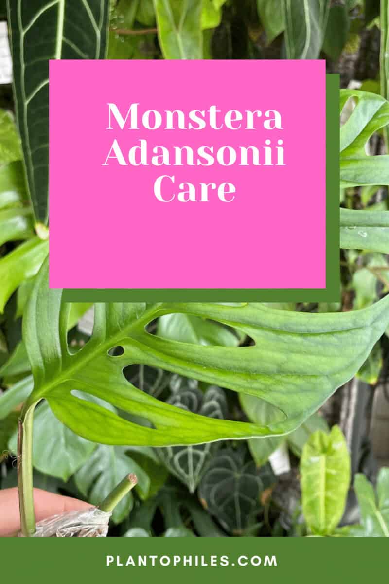 Monstera Adansonii Plant Care [Swiss Cheese Plant]