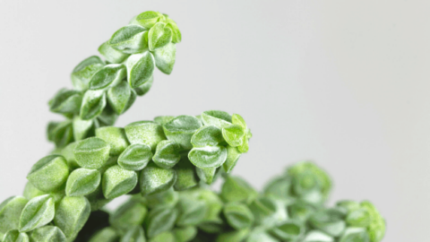 Peperomia Columella Care: Here’s How You Get it Right
