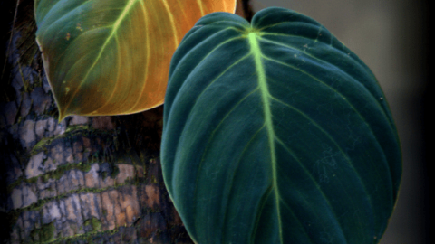 Philodendron Gigas Care -一切你需要知道