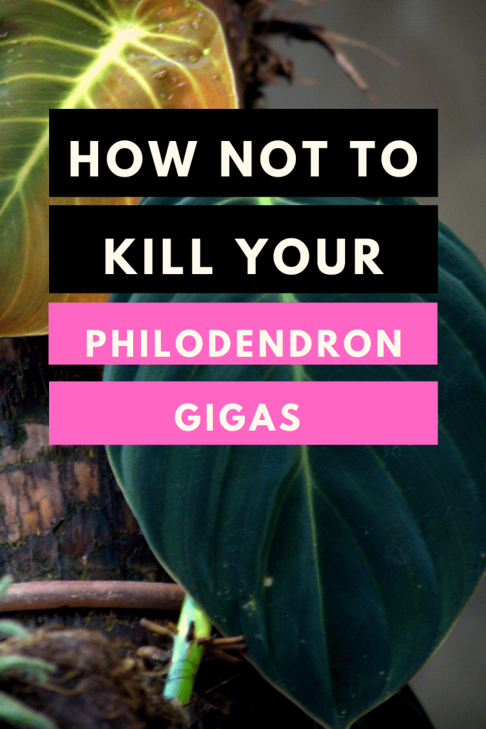 Philodendron Gigas Care