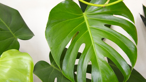 Philodendron Pertusum Care – #1 Best Tips!