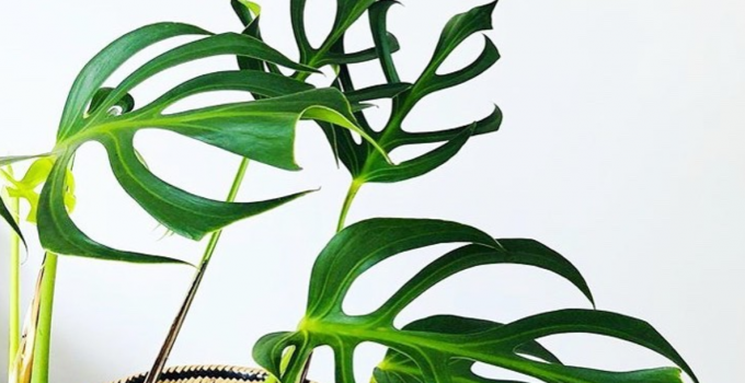 Monstera Dilacerata Pro Care Tips That Make a Big Difference