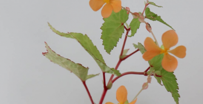 Begonia Sutherlandii Care Tips You Should Know About