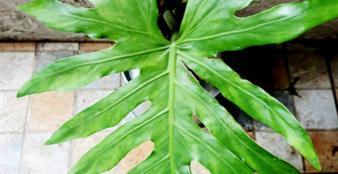 Philodendron Radiatum Care from A to Z