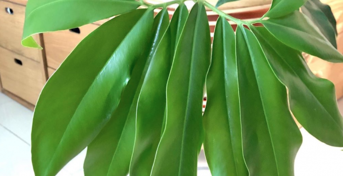 Philodendron Goeldii Care Guide for Experts