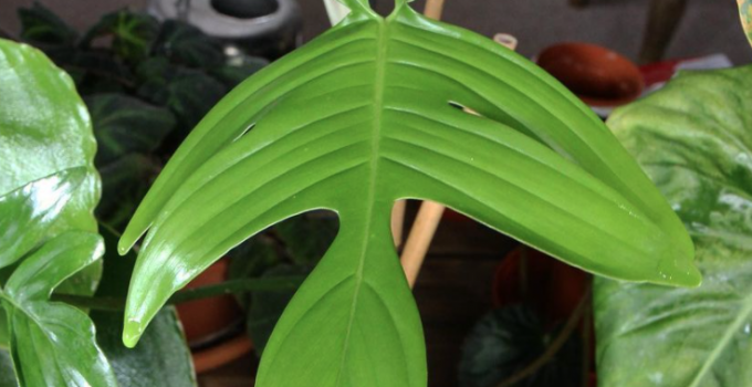 Philodendron Laciniatum Care from Start to Finish