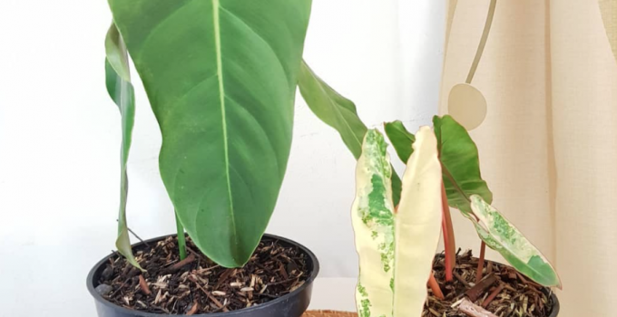 Philodendron Esmeraldense Care – A Detailed Growing Guide