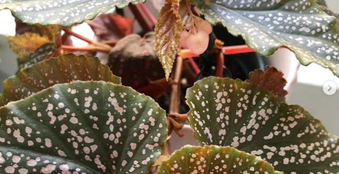 Begonia Benigo Care: Here’s What You Need to Know