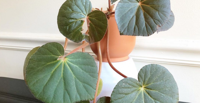 Begonia Acetosa Master Care Guide