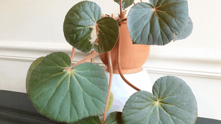 Begonia Acetosa Master Care Guide
