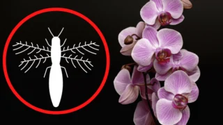 Thrip Control on Orchids