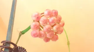 球兰Rotundiflora