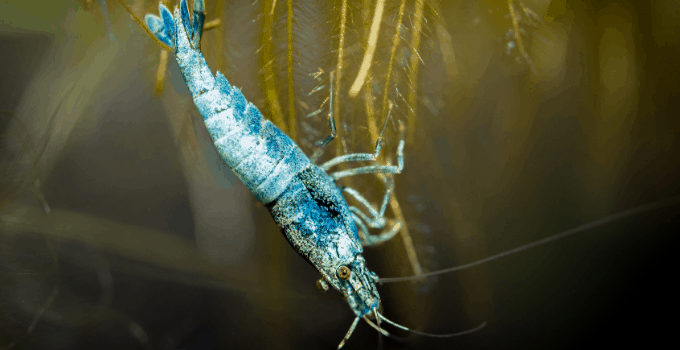 亚马逊青蛙根上的蓝虾