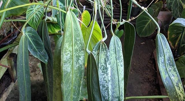 Anthurium Wendlingeri Care – A Growers Guide