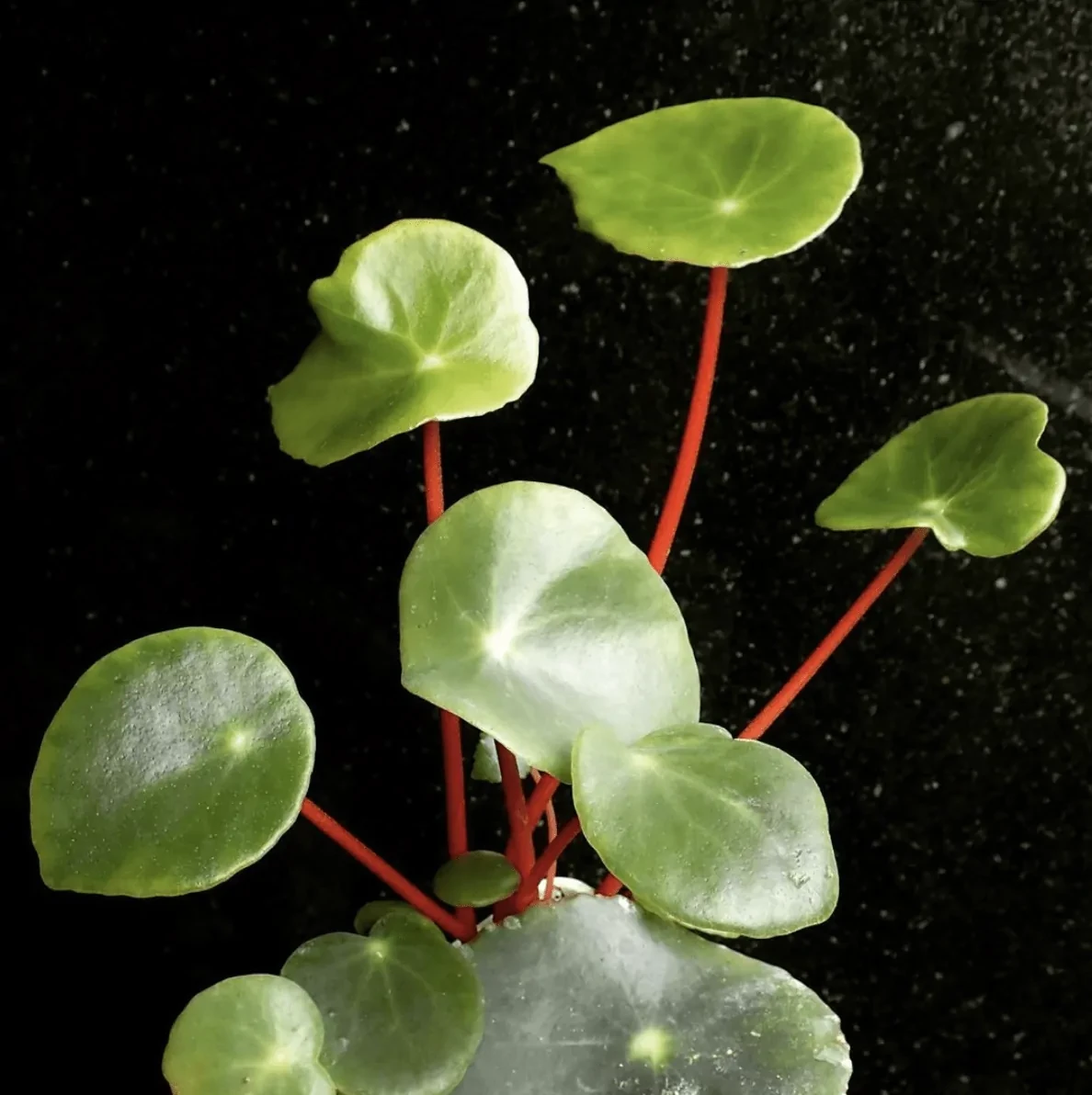 秋海棠Peltatifolia