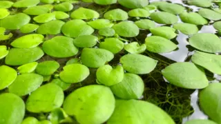 Best Floating Aquatic Plants