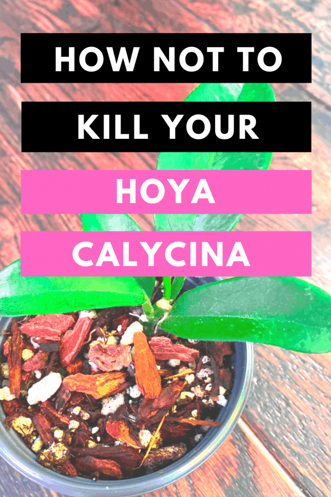 如何不杀死你的Hoya Calycina