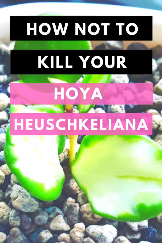 Hoya Heuschkeliana Best Care Tips 2