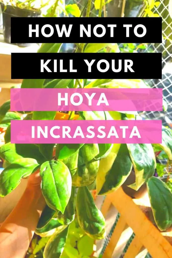 如何不杀死你的Hoya Incrassata