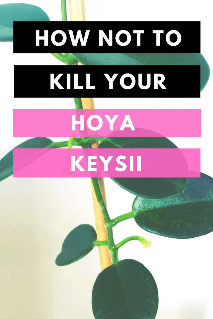 如何不杀死你的Hoya Keysii