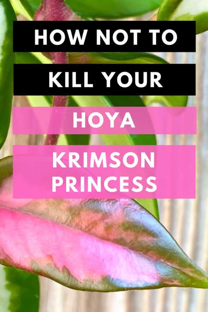 如何不杀死你的Hoya crimson公主