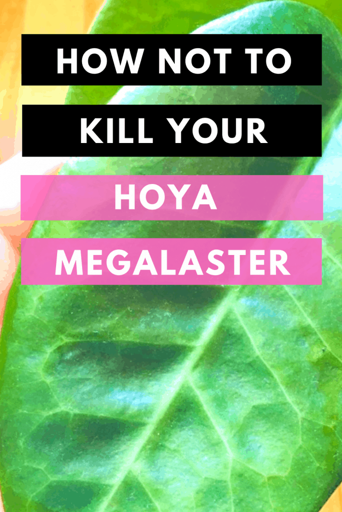 How Not To Kill Your Hoya Megalaster
