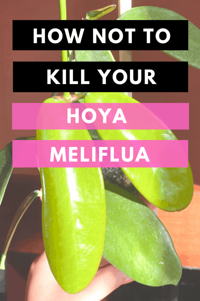How Not To Kill Your Hoya Meliflua