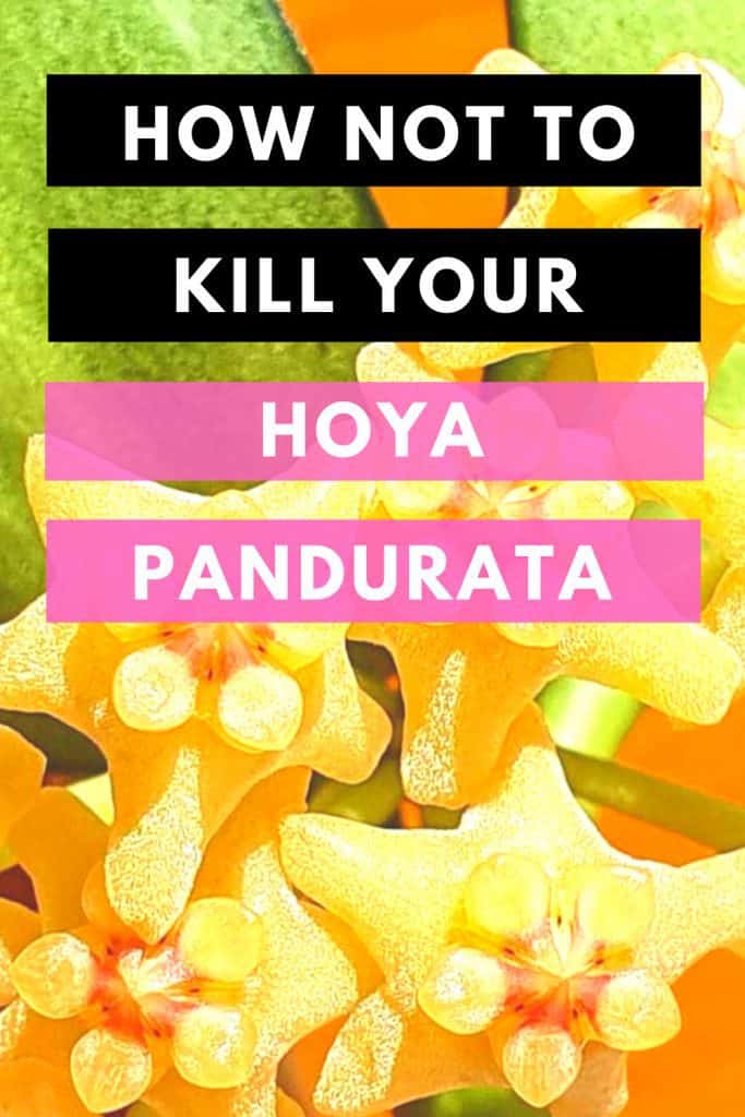 如何不杀死你的Hoya Pandurata