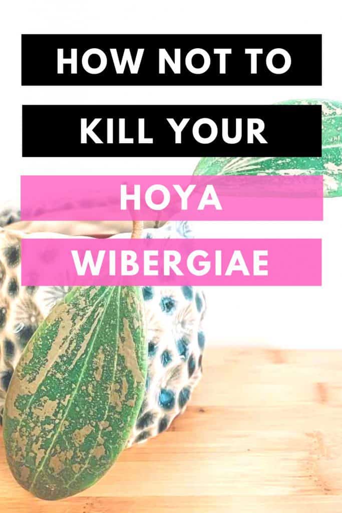 如何不杀死你的Hoya Wibergiae