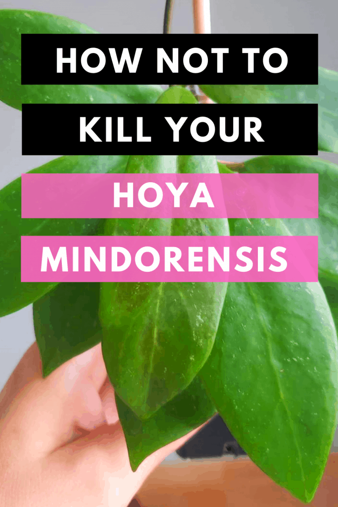 如何不杀死你的Hoya Mindorensis