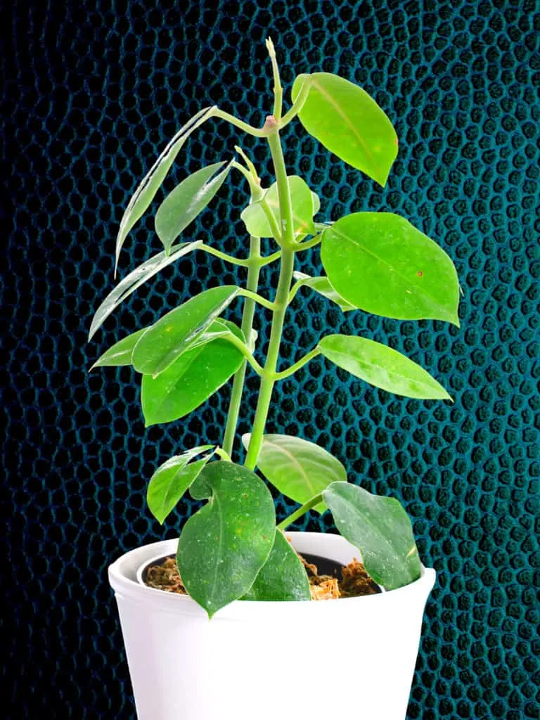 Hoya Affinis Plant Care