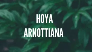 Hoya Arnottiana护理