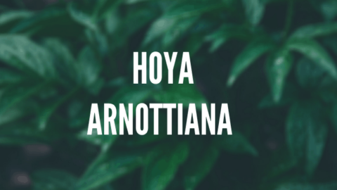 Hoya Arnottiana护理-完整指南