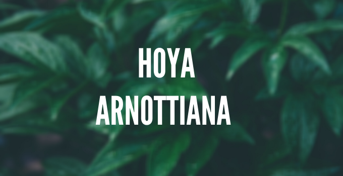 Hoya Arnottiana护理
