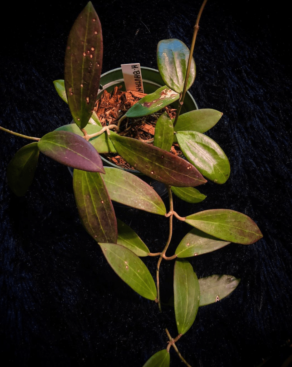 Hoya Bhutanica植物护理