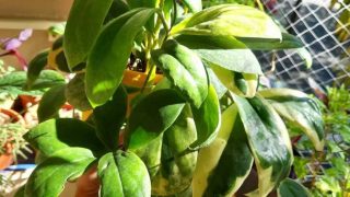 Hoya Incrassata植物护理