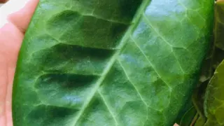 Hoya Megalaster植物护理