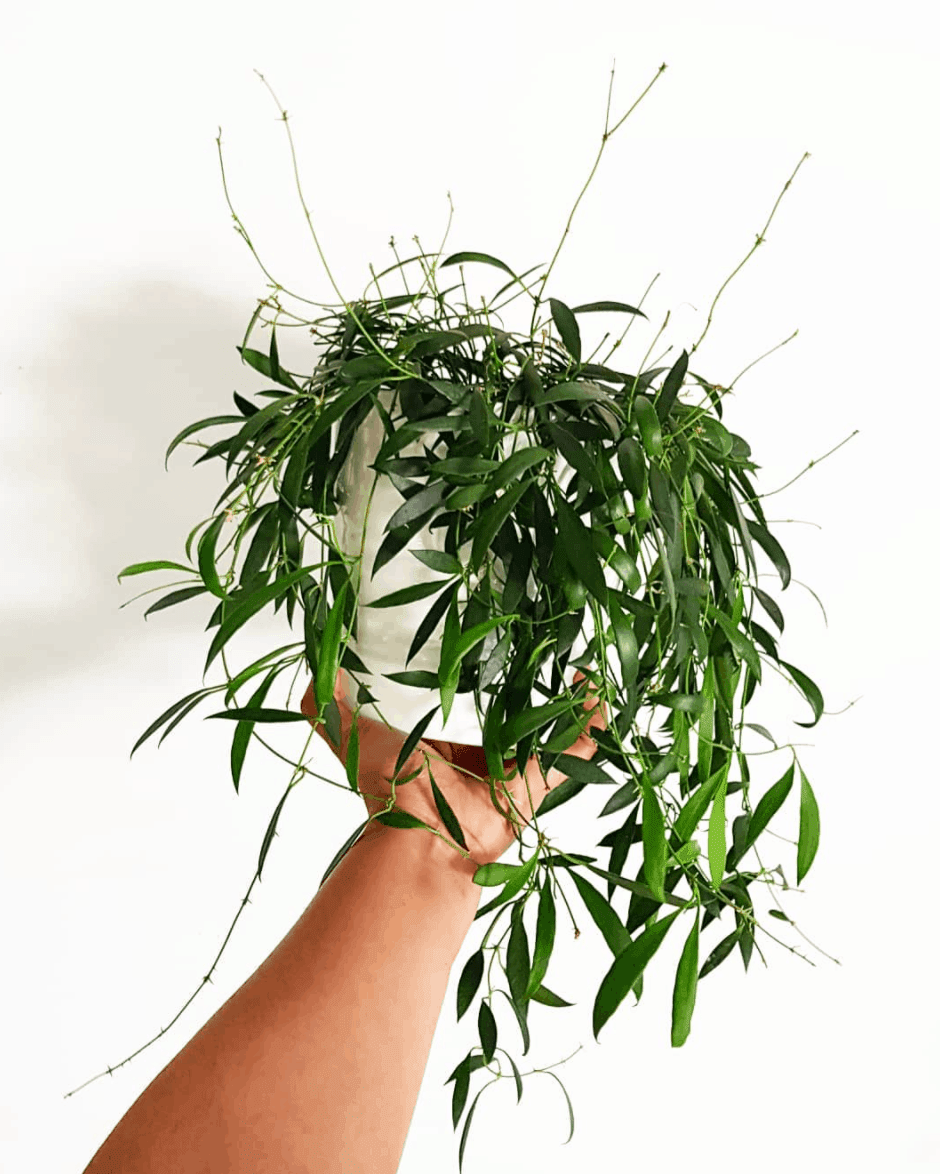Hoya Tsangii Plant Care