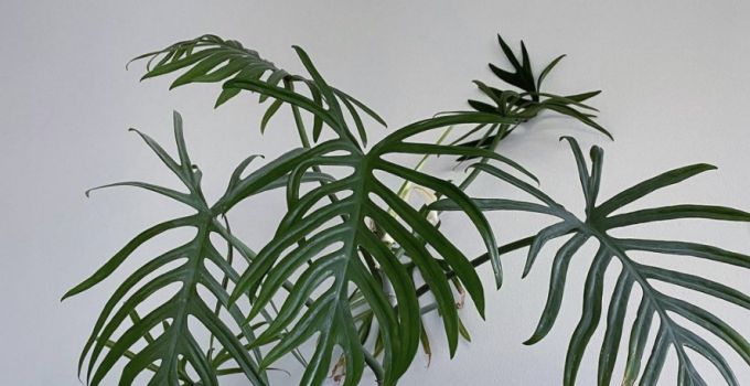 Philodendron Elegans Care Guide
