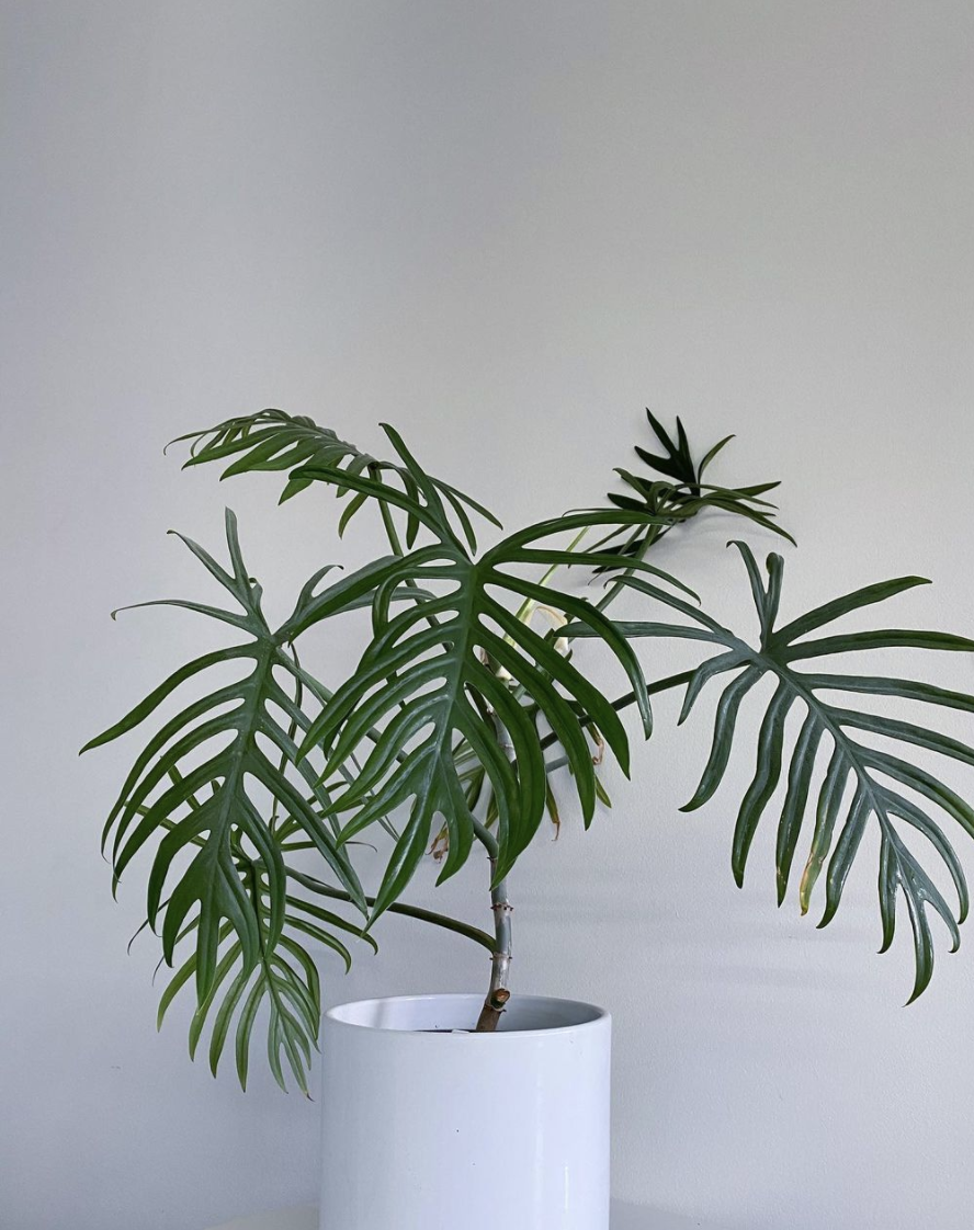 Philodendron Elegans