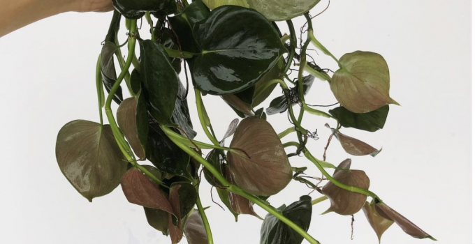 Philodendron Lupinum Care – A Growers Guide